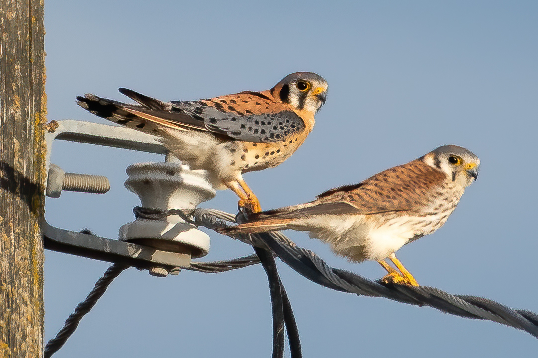 American Kestrel